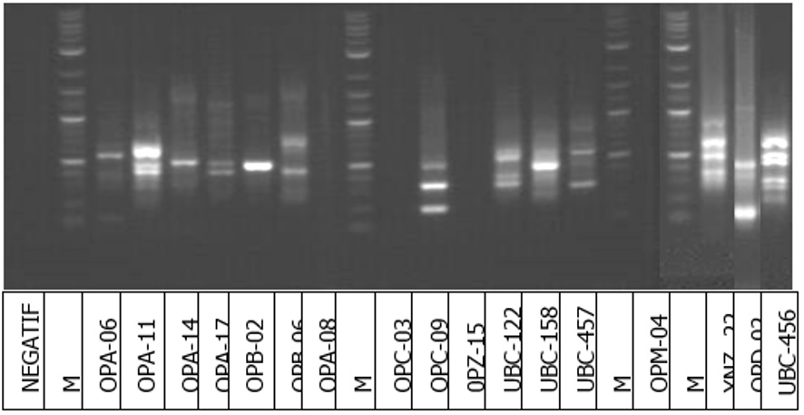The DNA electrophoresis results of PCR-RAPD using 17 different primers; M: Marker 0.1-10 kilobase (kb).